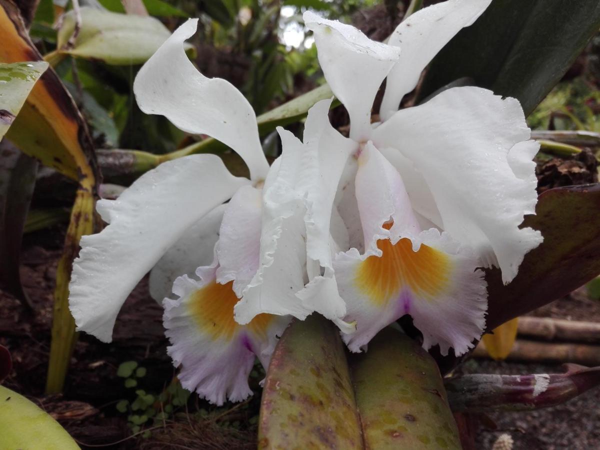 Mi Jardin Encantado Villa Luaran gambar