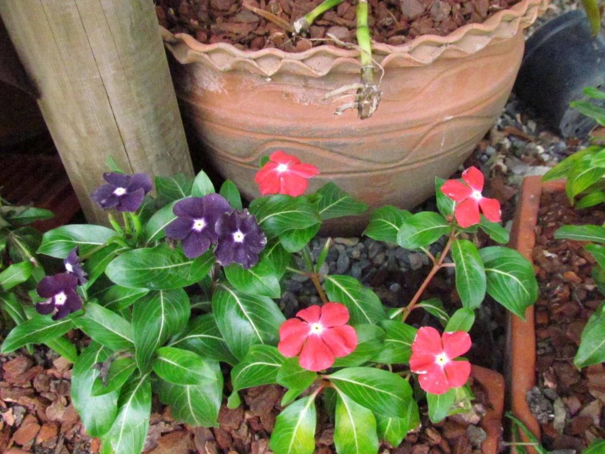 Mi Jardin Encantado Villa Luaran gambar