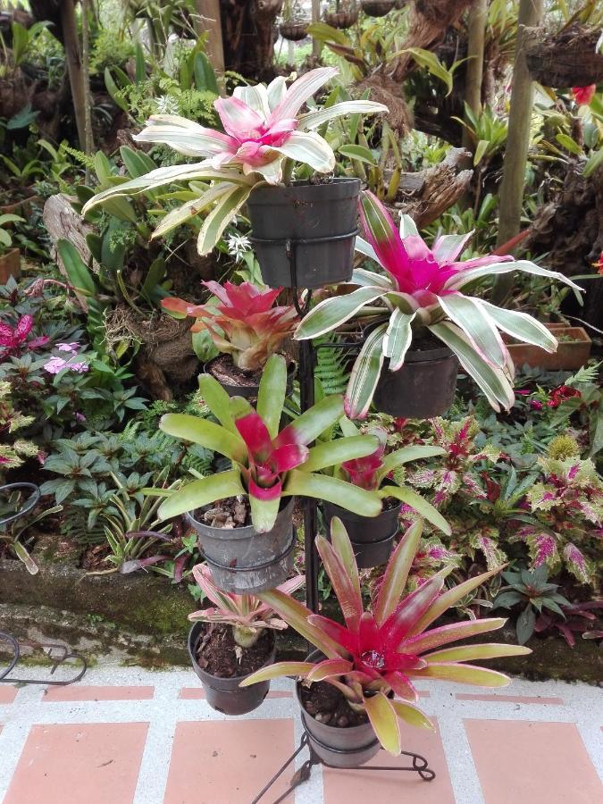 Mi Jardin Encantado Villa Luaran gambar