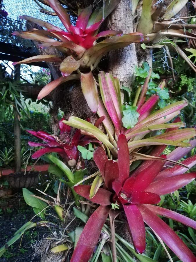 Mi Jardin Encantado Villa Luaran gambar
