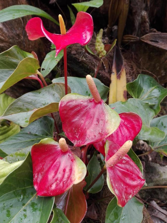 Mi Jardin Encantado Villa Luaran gambar